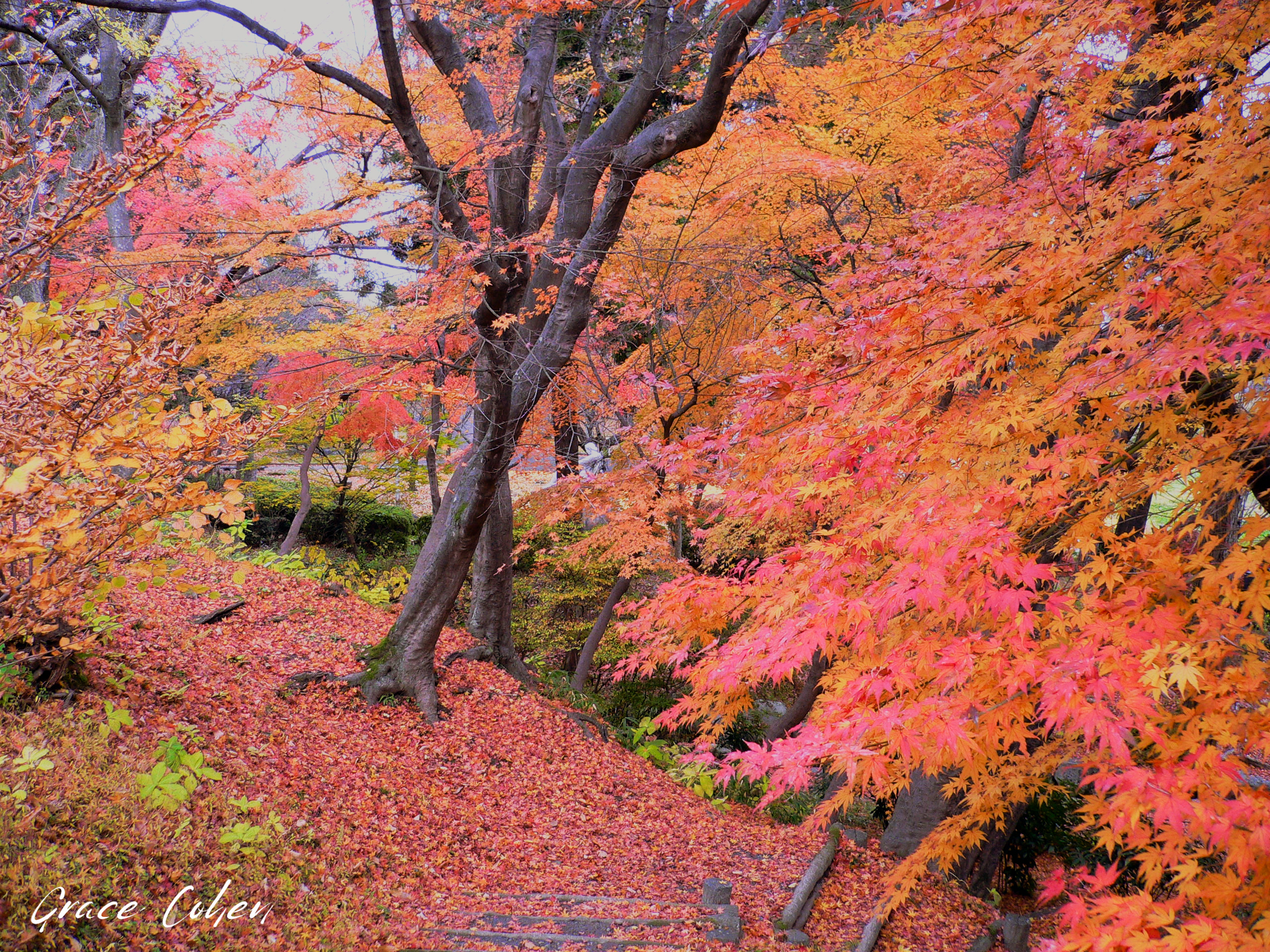 Autumn Foliage at Morioka Castle
