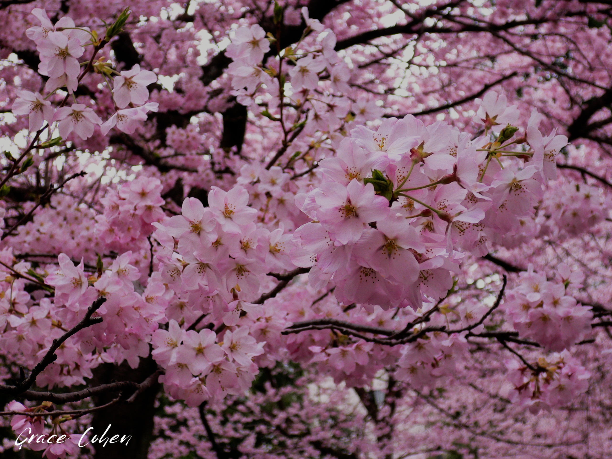 Nishiki Park Sakura