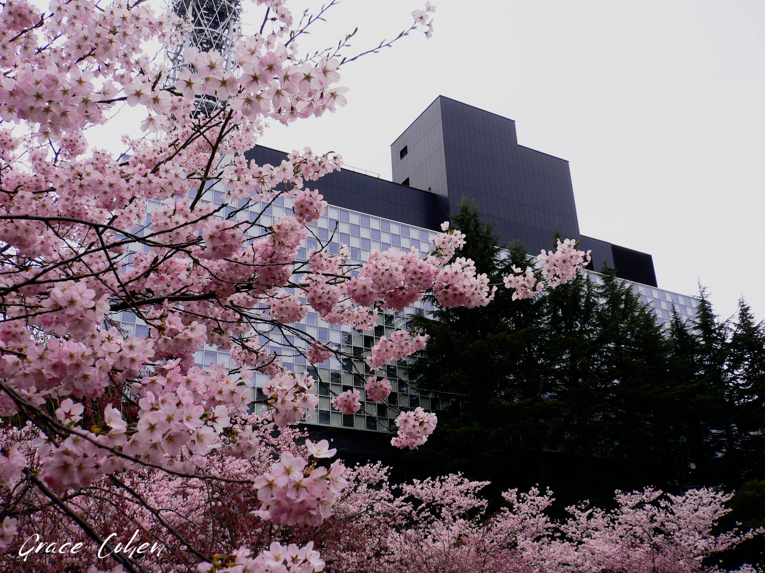 City Meets Nature