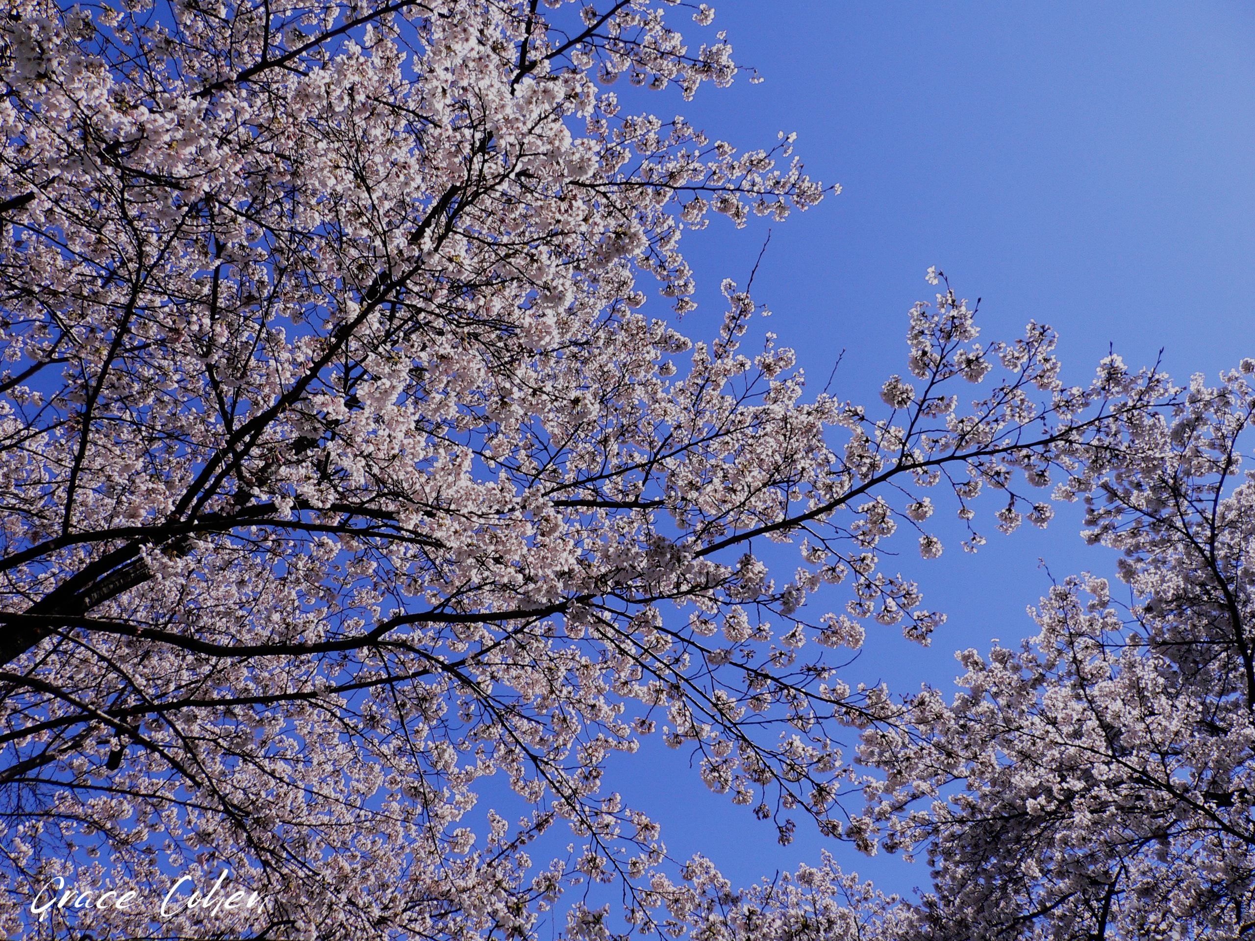 Sakura Under a Blue Sky