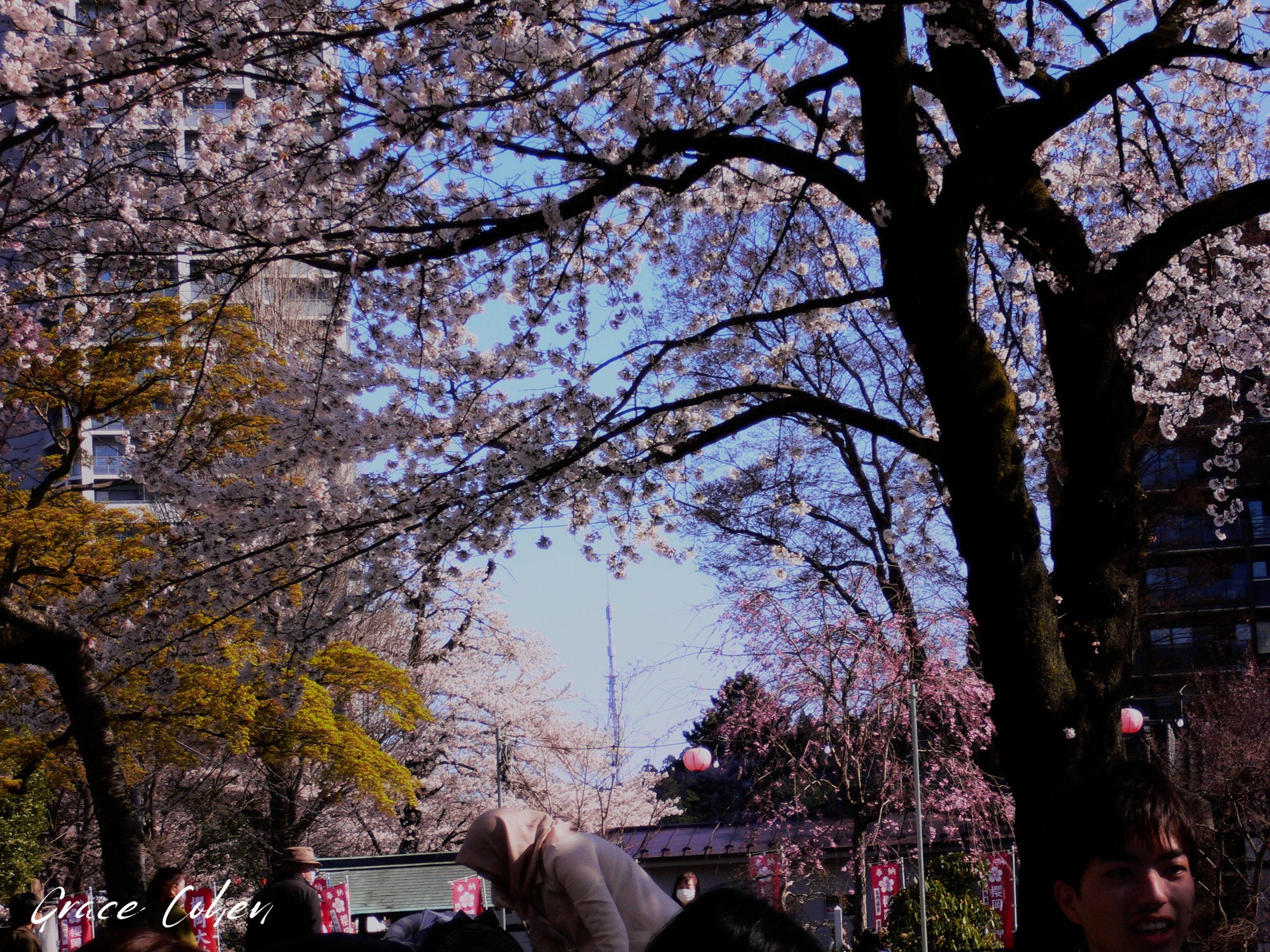 Sakura in a Modern City